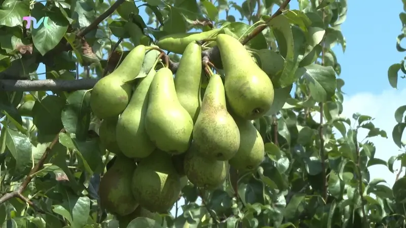Limburgse fruittelers verwachten dit jaar goede appel- en perenoogst na rampoogst vorig jaar