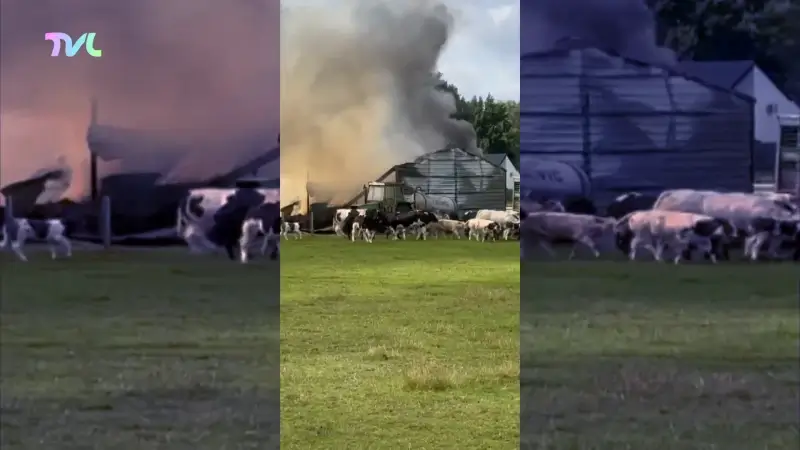 Schuur in Zonhoven gaat in vlammen op