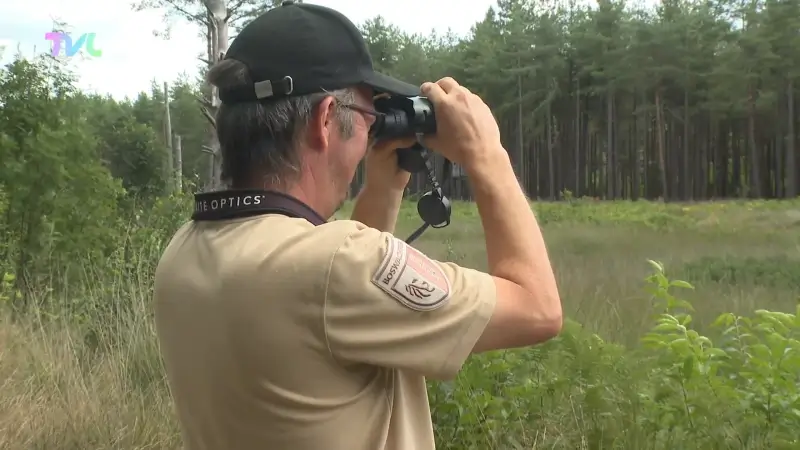 Nieuwe wolf in Bosland is wellicht een wolvin: "Ruimte om zich te vestigen ten noorden van huidige roedel"