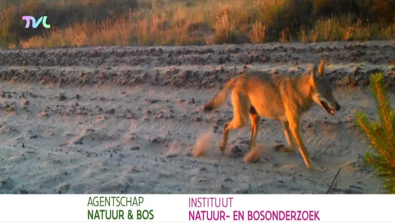 Nieuwe wolf in natuurgebied Bosland