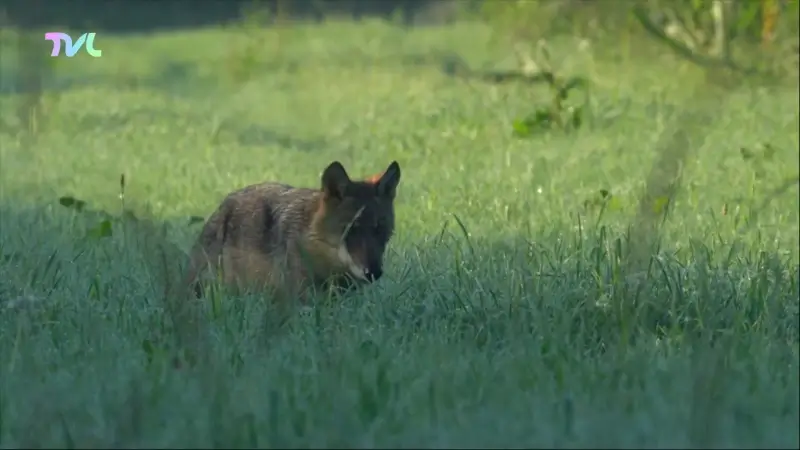 Welkom Wolf dagvaardt de Vlaamse regering