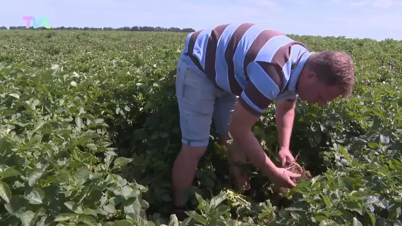 Aardappelprijs ingestort: Limburgse aardappelboeren lijden onder concurrentie uit China