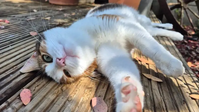 Het is vandaag Internationale Kattendag: dit zijn jullie lieverds