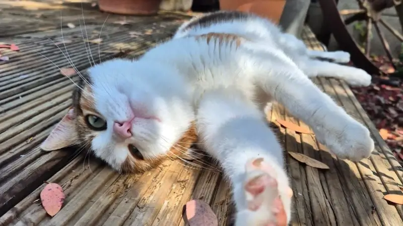 Miauw! Het is vandaag Internationale Kattendag: dit zijn jullie lieverds