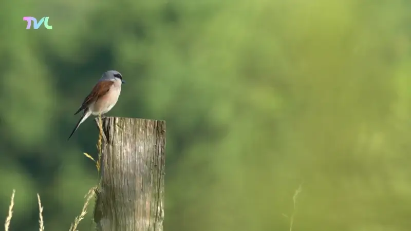 Wild van Limburg: Grauwe Klauwier