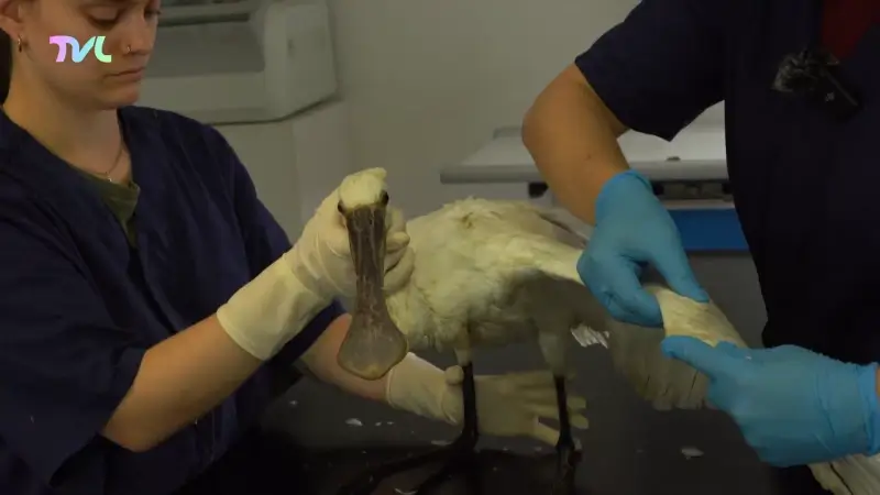 Natuurhulpcentrum vangt zieke lepelaar op