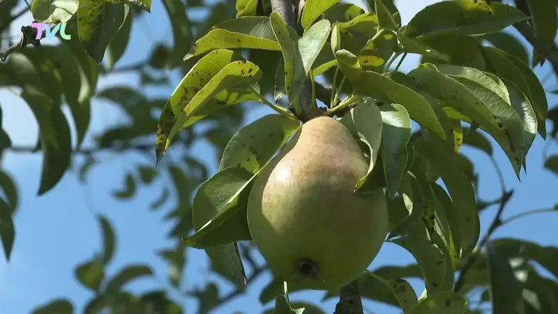 Jo Brouns gaat Vlaamse genenbank voor fruitgewassen beter ondersteunen