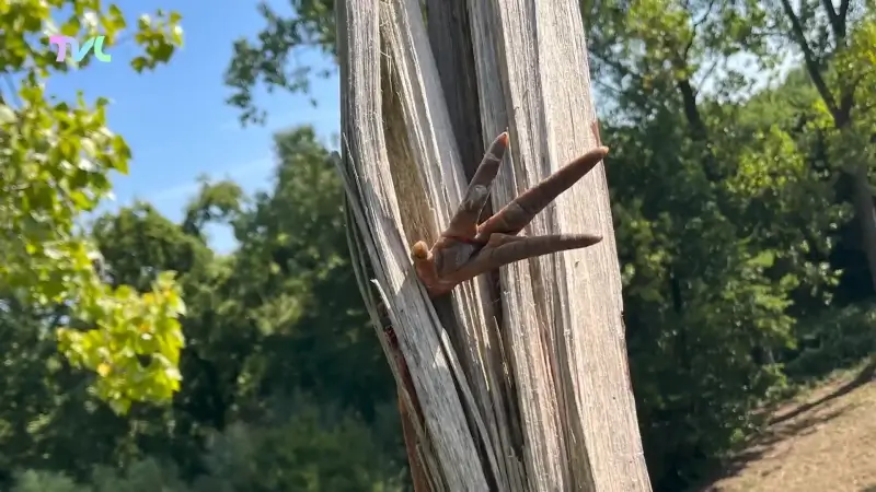 Natuurhulpcentrum redt ooievaar, maar moet hem toch laten inslapen