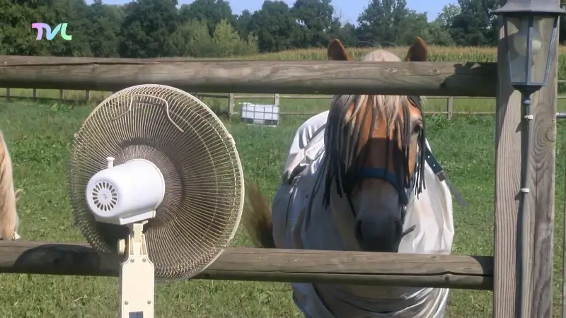 Ventilator in de wei bezorgt paarden in Maaseik verkoeling