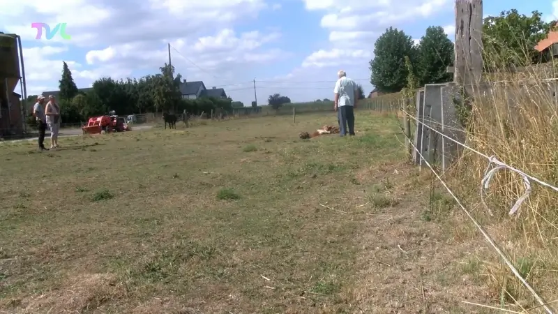 Wolf bijt pony dood in Peer