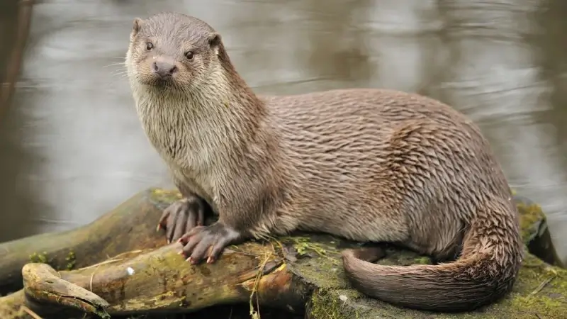Ottersporen ontdekt op ecoduct Waaltjesbos in Lommel