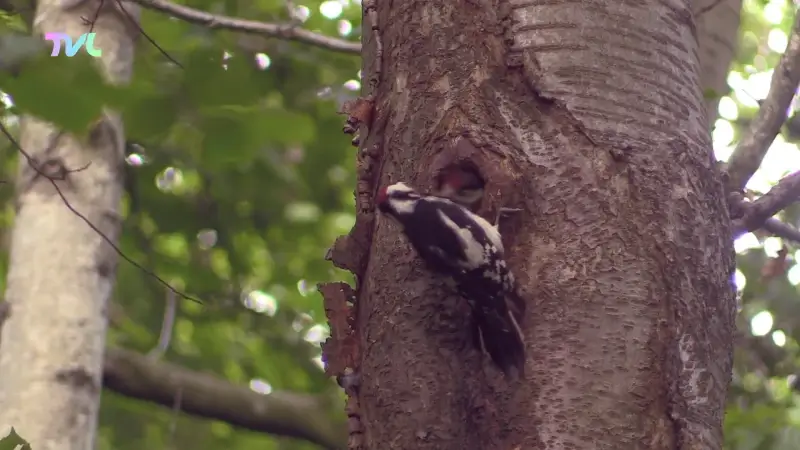 Wild van Limburg: de holenbroeder