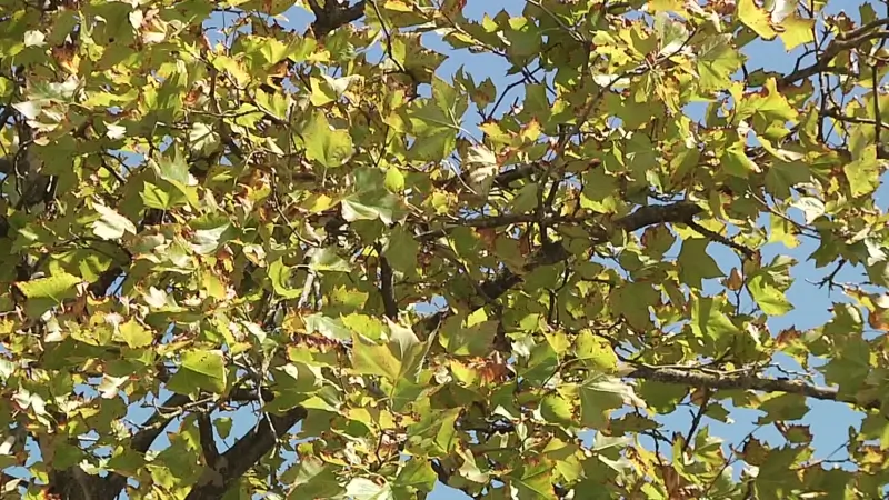 Bomen verliezen nu al hun bladeren door de droogte