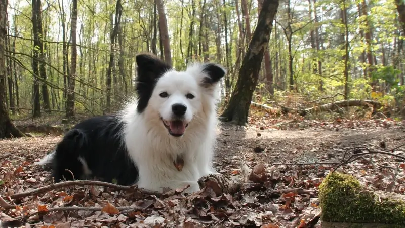 Meer dan 7.600 dieren vonden nieuwe thuis via adopteereendier.be
