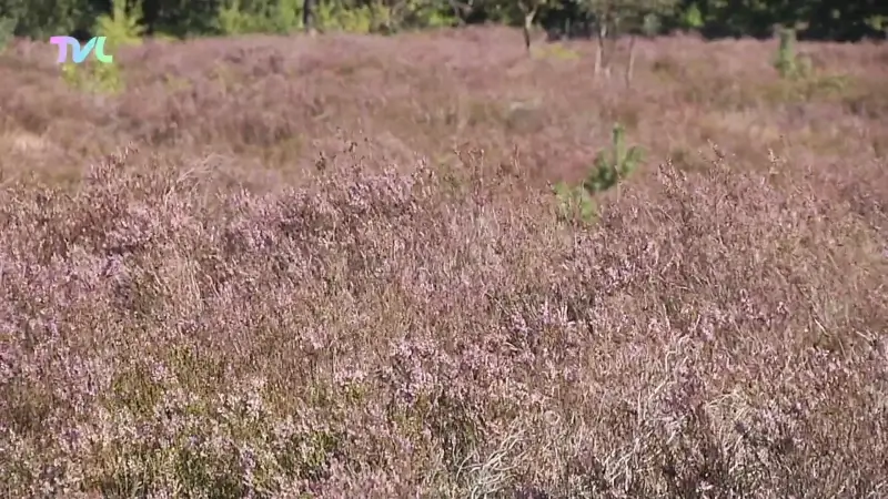 Vlaamse overheid investeert 6,2 miljoen in herstel Genkse Heide