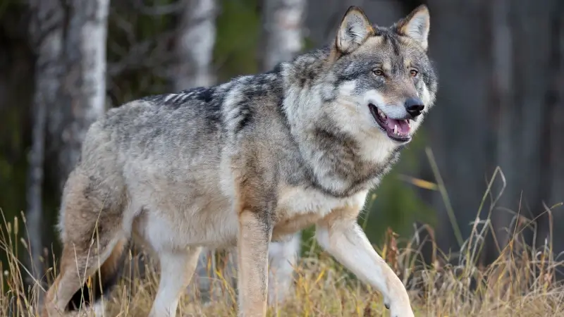Wolf bijt drie geiten dood in Oudsbergen