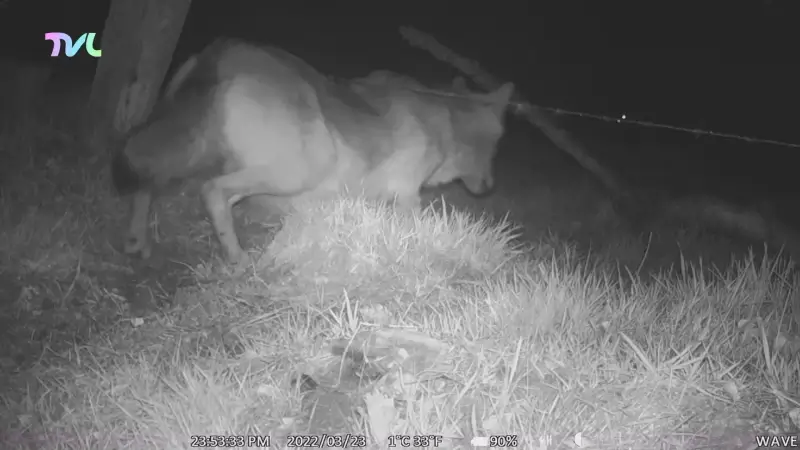 Welkom Wolf op wolvenstage in Oudsbergen: "Wolf van dichtbij gezien"