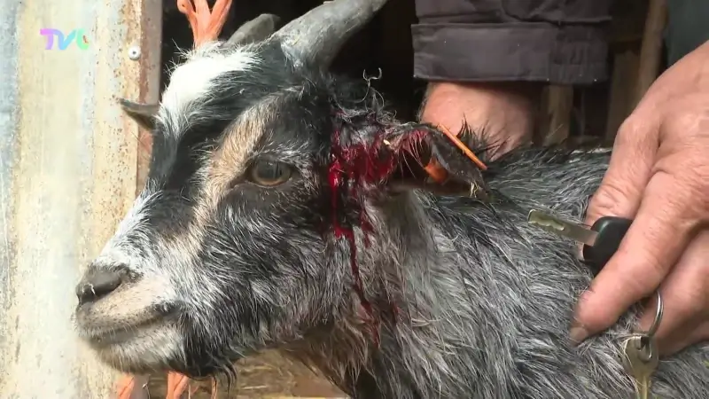 Wolf slaat nu dagelijks toe en doodt twee geitjes in Oudsbergen