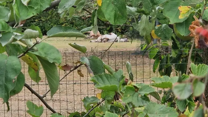 Opnieuw twee pony's doodgebeten in Oudsbergen
