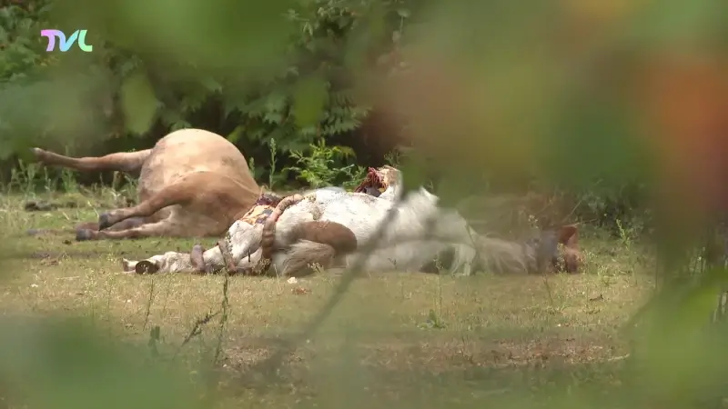 Wolf slaat voor het eerst overdag toe: al 11 pony's dood