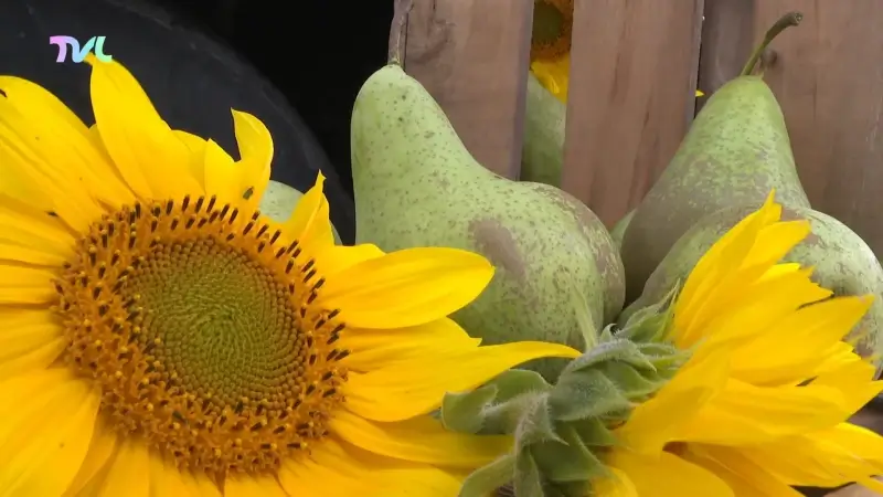 Japan wordt nieuwe afzetmarkt voor Limburgse peren