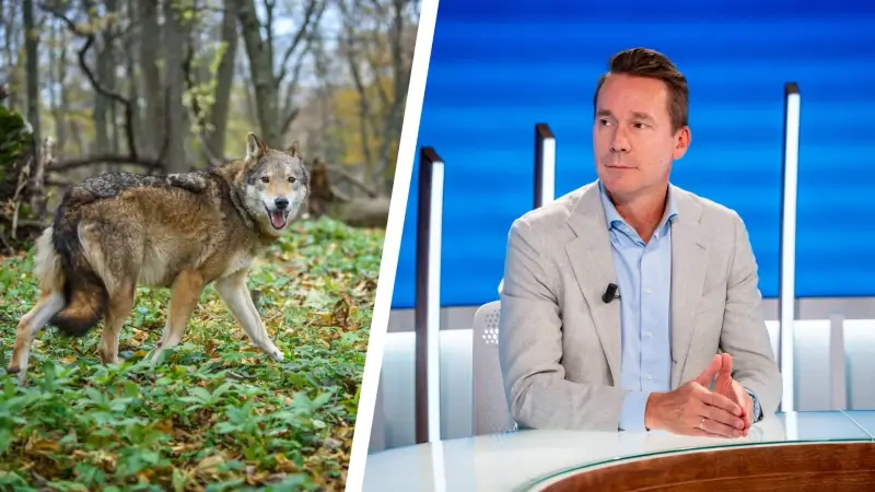 Jo Brouns over de wolf: "Hoeveel wolven kan Limburg aan?"
