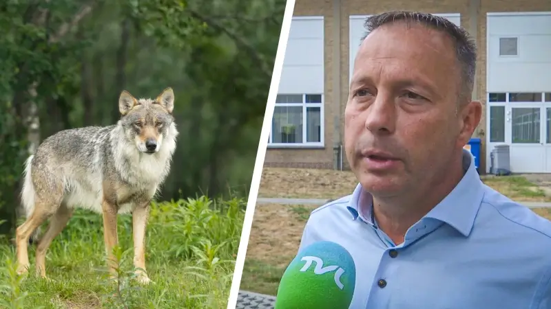 Jagers reageren voor het eerst: "Wolf zal zelf bepalen of hij thuishoort in Vlaanderen"