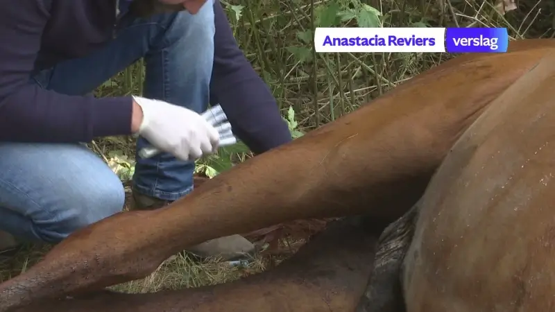 De wolf valt voor het eerst een paard aan in Meeuwen