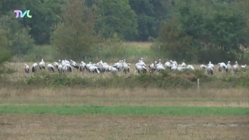 40-tal ooievaars landen op vliegveld Kiewit