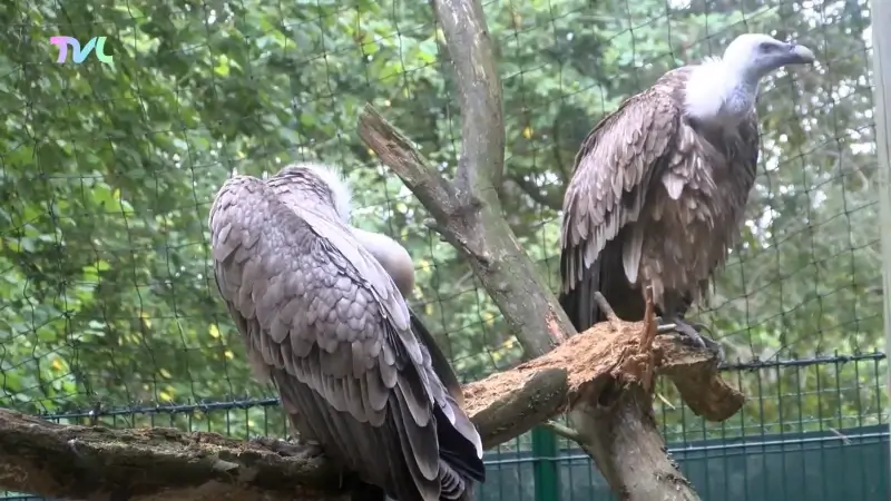 Natuurhulpcentrum vangt 23 gieren en arenden op
