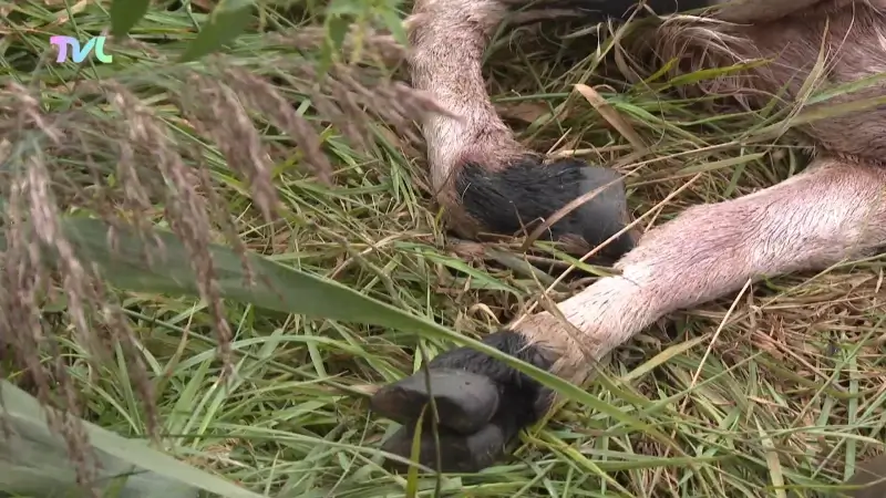 Wolf slaat toe in Zonhoven, drie schapen doodgebeten