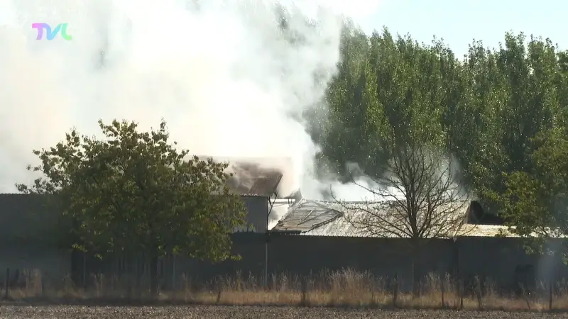Aantal koeien overleven stalbrand in Sint-Truiden niet