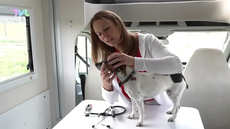 Lotte Postelmans bouwt mobilhome om tot mobiele dierenartsenpraktijk