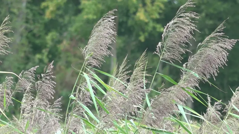 Natuurgebied Caetsweyers in Diepenbeek krijgt een nieuw leven