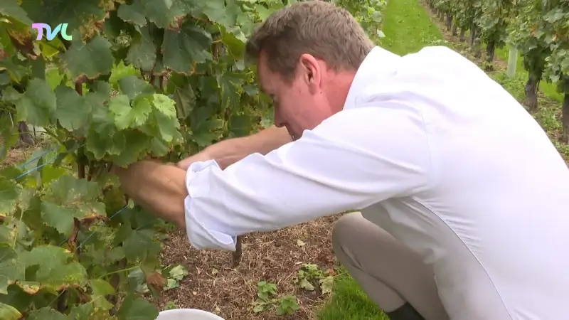 Jo Brouns helpt met druivenpluk op Wijnkasteel Genoelselderen