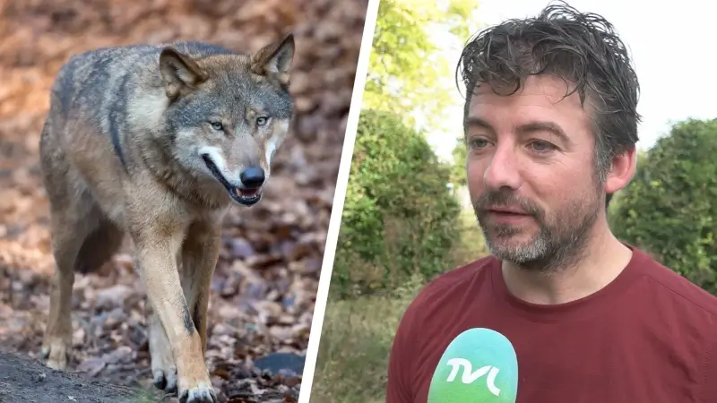 Waar is de wolf gebleven? Stilte voedt geruchten op sociale media