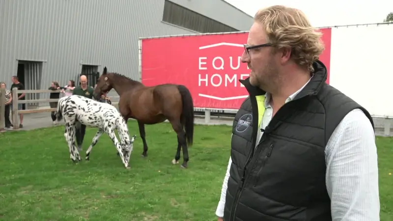 Gevlekt veulen geveild in Oudsbergen