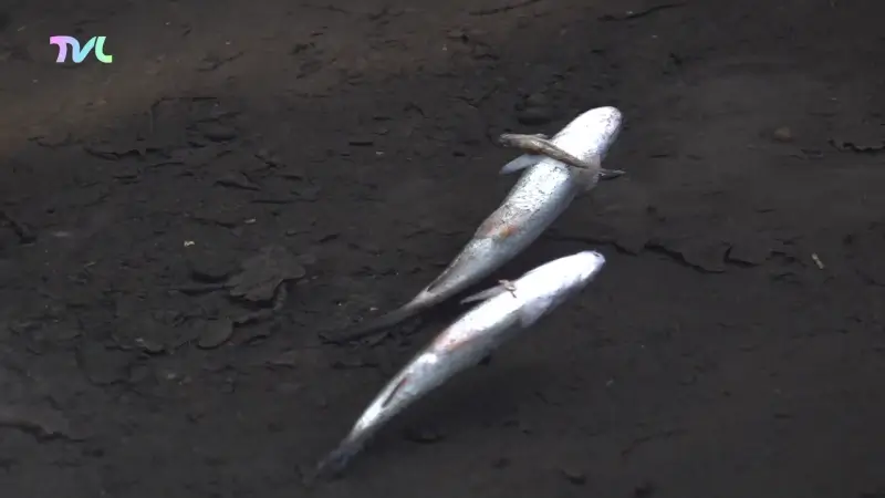 Massale vissterfte in Achel