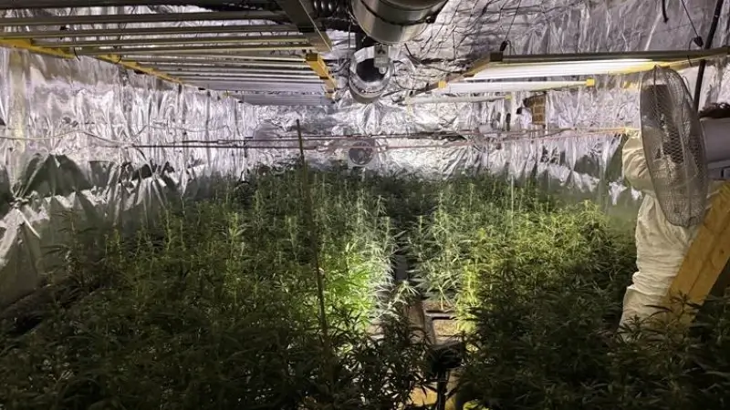 Agenten rollen cannabisplantage op in woning Hoepertingen