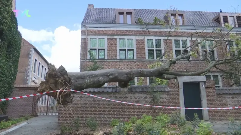 Hoofdafbeelding voor artikel Herfststorm blaast boom Begijnhofmuur…