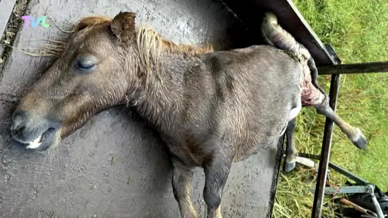 Hoofdafbeelding voor artikel Pony doodgebeten in Koersel