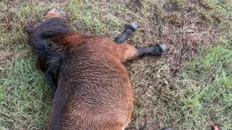 Hoofdafbeelding voor artikel Tweede pony doodgebeten in…