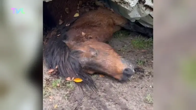 Hoofdafbeelding voor artikel Na Beringen nu ook pony doodgebeten…