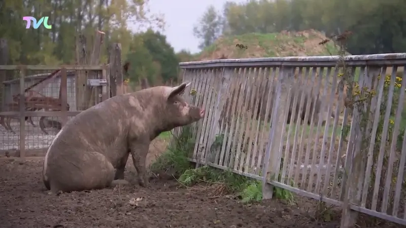 Hoofdafbeelding voor artikel Alkense hoeveslager Mattes…