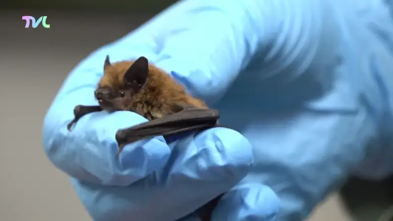 Hoofdafbeelding voor artikel Natuurhulpcentrum vangt uitzonderlijk…