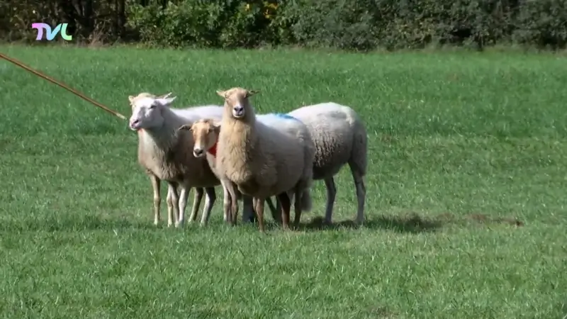Hoofdafbeelding voor artikel Schapendrijven steeds populairder