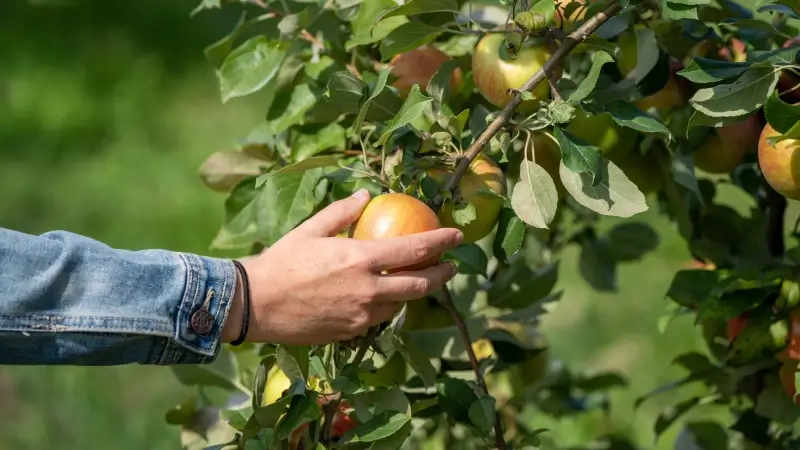 Hoofdafbeelding voor artikel 58% van de Vlaamse appels,…