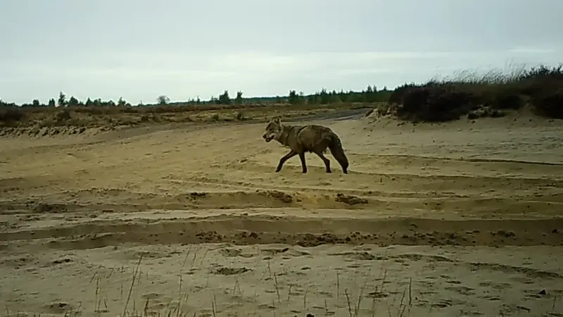 Hoofdafbeelding voor artikel Wolf Maurice 2 maanden vermist,…