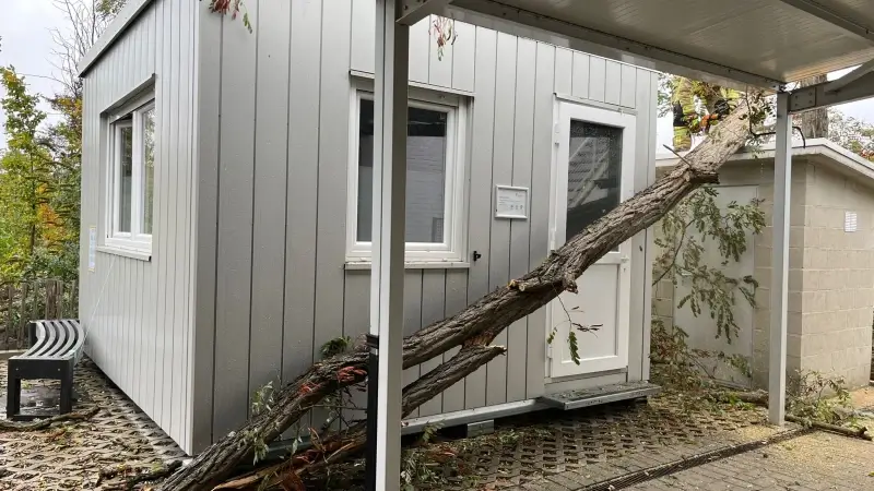 Hoofdafbeelding voor artikel Storm Benjamin: Boom valt…