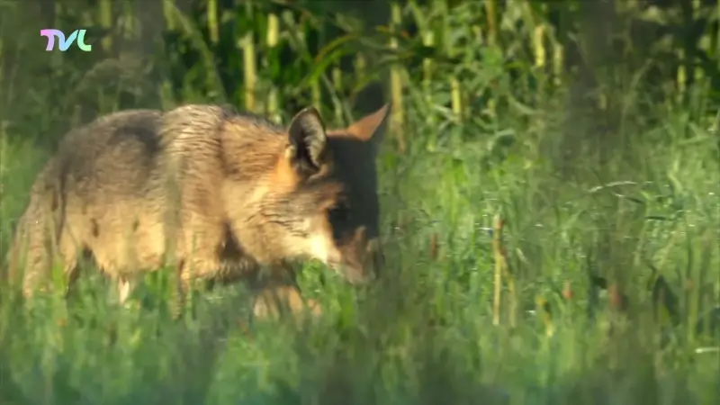 Hoofdafbeelding voor artikel "Een wolf sterft niet zomaar…
